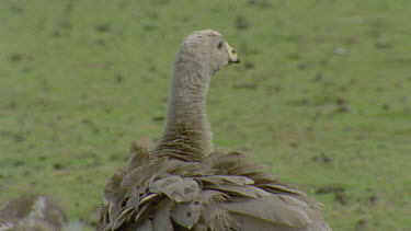 goose preening gosling do the same