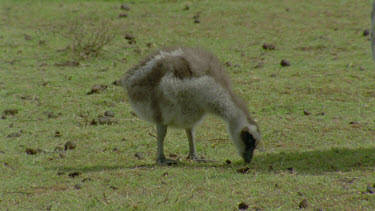 goslings eating grass