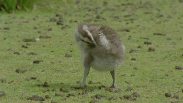 gosling nipping at down feathers