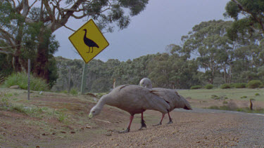 two geese cross road at sign