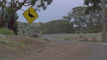 goose runs across cross road at sign