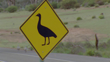 goose runs across cross road at sign car misses