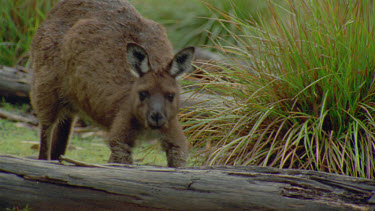 roo hops over log and to camera