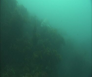 Kelp forest and sea lion swimming, hiding, hide. Blowing bubbles