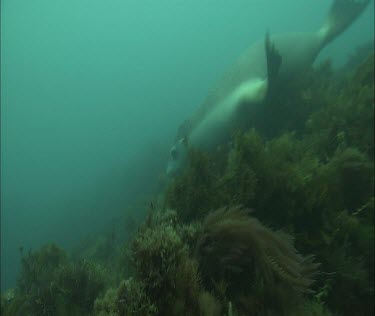 Kelp forest and sea lion swimming, hiding, hide. Blowing bubbles