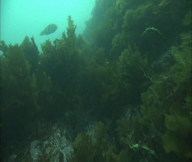 Underwater POV for Australian Sea lion and Plankton.