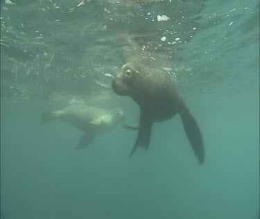 Swims towards camera, curious, investigating, friendly fun.