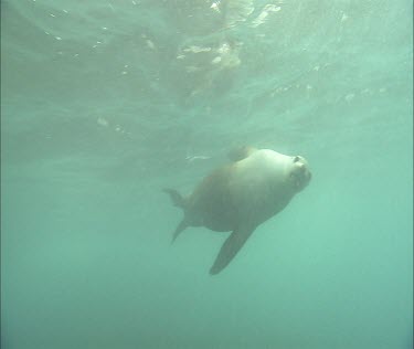 Swimming underwater to surface and diving and playing. Playful.