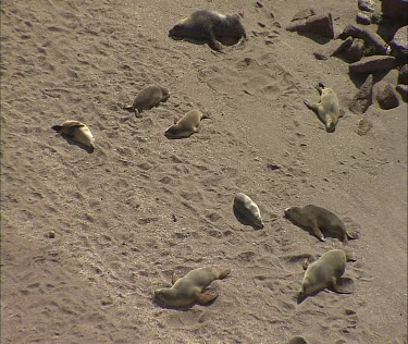 Sea Lions basking sunning themselves on beach.
