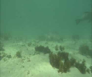 Australian Sea Lions swimming underwater