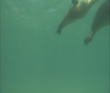 Australian Sea Lions swimming underwater