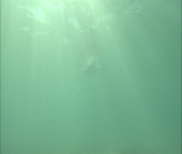 Australian Sea Lion Swimming