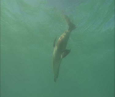 Australian Sea Lion Swimming and foraging