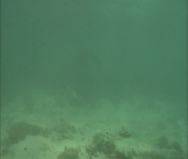 Swimming and interacting, floating, looking to camera curious. Nice.