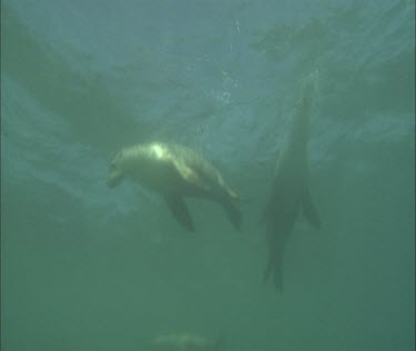 Swimming sea lions