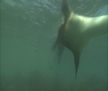 Swimming sea lions