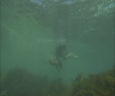 Swimming and hiding behind kelp. Interacting fun playful.