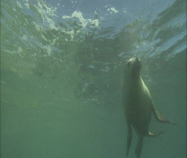 Swimming sea lions in strong current, kelp and seaweed blowing in current.
