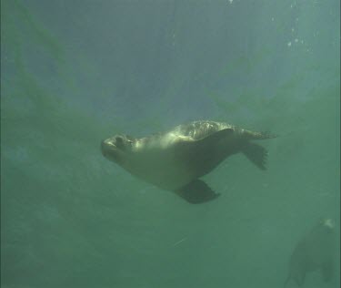 Swimming, blowing bubbles, cute, nice.