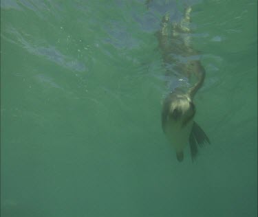 Australian Sea Lion swimming underwater