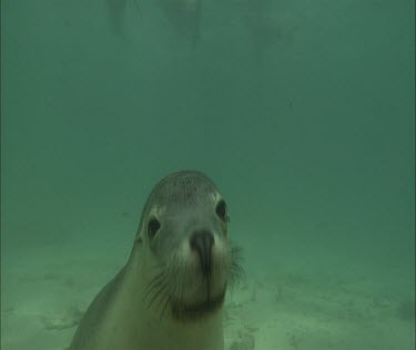 Swimming Sea Lion close up cu