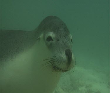 Swimming Sea Lion close up cu