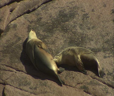 Sea lions basking on rock sunning. Nice light. Suckling ?