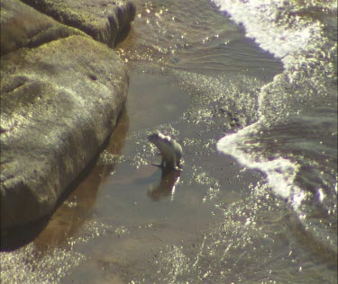 Pup in shallows calling for its mother. Trying to get onto rocks.