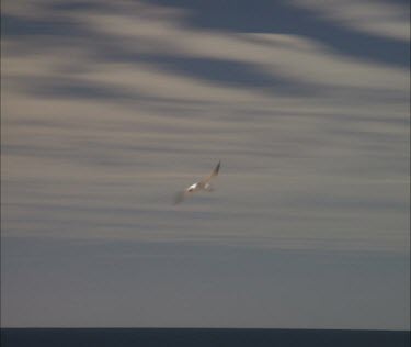 Pan Caspian Tern flying. White bird with black cap, red beak.