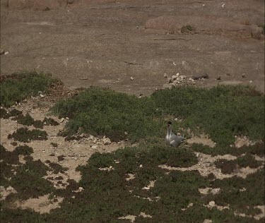 Caspian Tern nesting