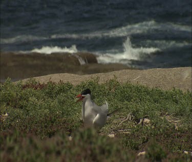 Caspian Tern nesting, tiny little chick visible after parent flies away. The chick is a brownish colour, camouflaged. Nest is almost non-existent.