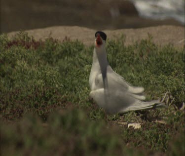 Caspian Tern taking off from the ground