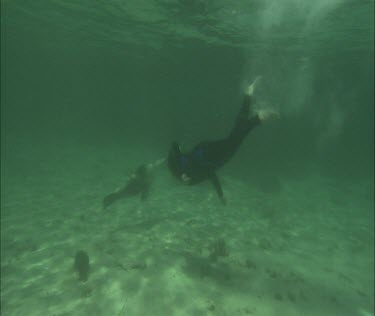 Man and Sea Lion interacting. Snorkeler swims with Sea Lion