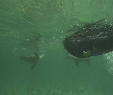 Man and Sea Lion interacting. Snorkeler swims with Sea Lion