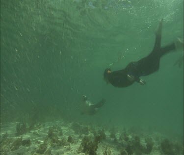 Australian Sea Lion swims with snorkeler