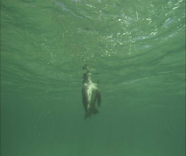 Underwater swimming, diving