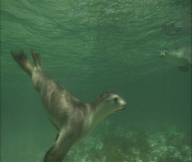 Underwater swimming, diving