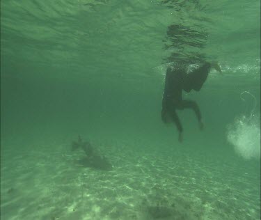 Man and Sea Lion interacting. Snorkeler swims with Sea Lion. Swimming with sea lion.