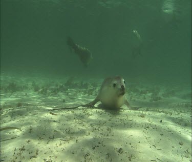 Underwater swimming, diving. Swims through rays of light. Very nice.