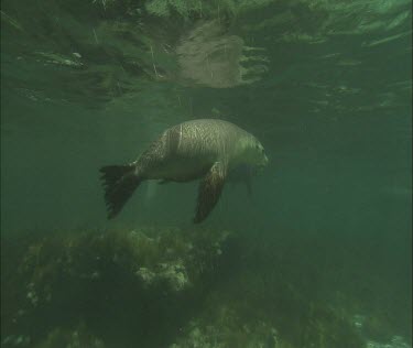 Man and Sea Lion interacting. Snorkeler swims with Sea Lion