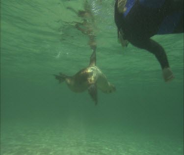 Australian Sea Lion swimming with snorkeler