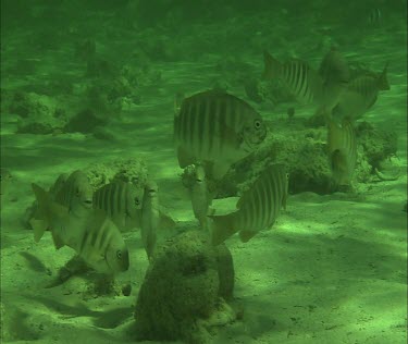 School of fish on the ocean floor