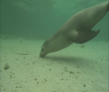 Australian Sea Lion swimming underwater