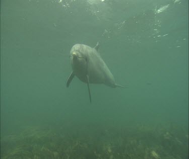 Bottlenose Dolphin swimming underwater