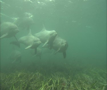Bottlenose Dolphins swimming underwater