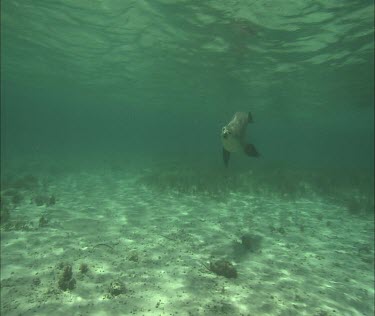 Australian Sea Lion swimming underwater