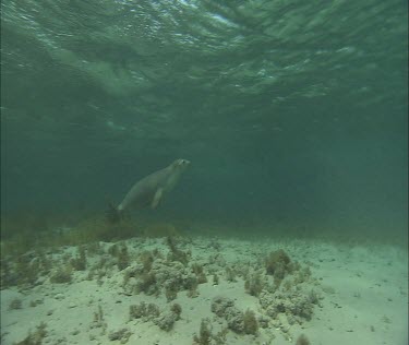 Australian Sea Lion swimming underwater