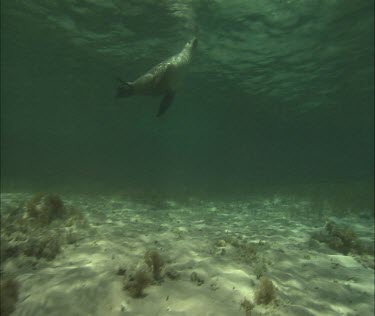 Australian Sea Lion swimming underwater