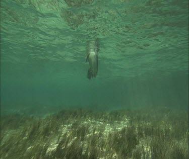 Australian Sea Lion swimming underwater