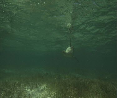 Australian Sea Lion swimming underwater